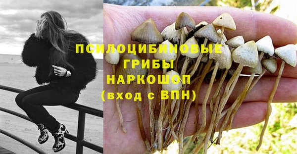 шишки Новодвинск